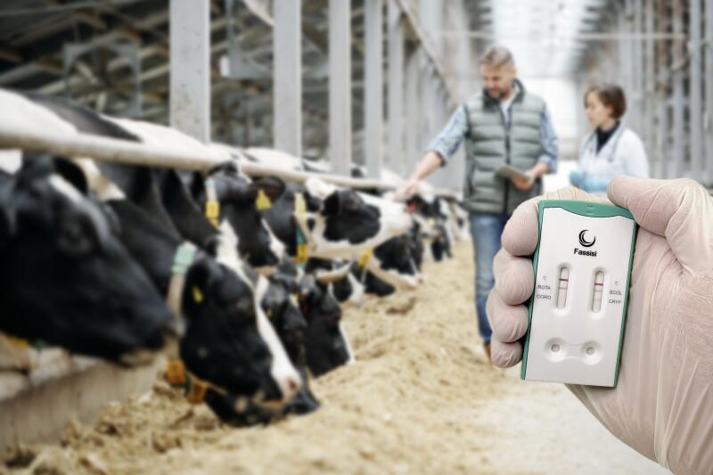 BoDia Kuh+Kassette 289583070