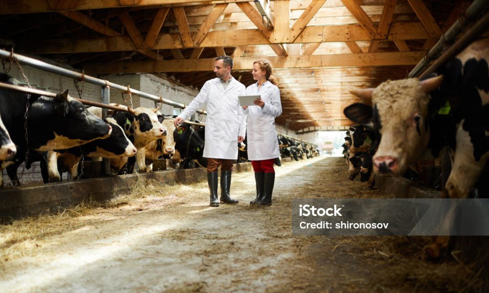 istockphoto 1022759890 1024x1024